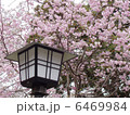 さくら 6469984