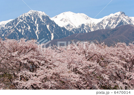 桜と残雪の中央アルプス 桜と残雪の中央アルプス 6470014