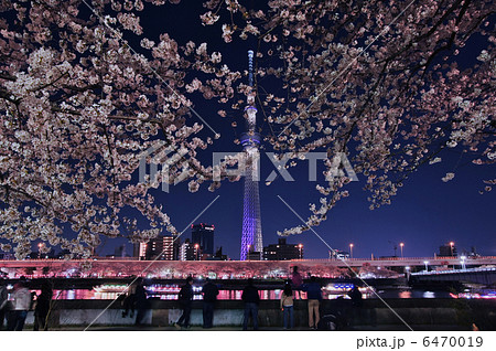 東京スカイツリーと夜桜の写真素材