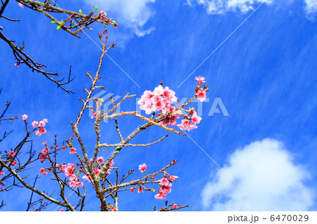 青空と寒緋桜 青空と寒緋桜 6470029