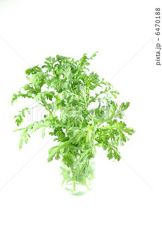 野菜の背景素材・摘みたての春菊・白バック縦位置 6470188
