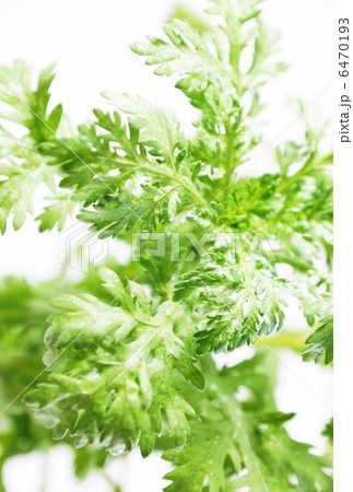 野菜の背景素材・摘みたての春菊・白バック縦位置 6470193