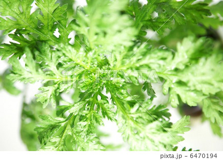 野菜の背景素材・摘みたての春菊・白バック横位置 6470194