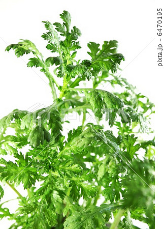 野菜の背景素材・摘みたての春菊・白バック縦位置 6470195