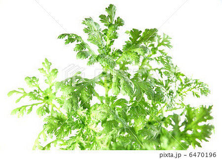 野菜の背景素材・摘みたての春菊・白バック横位置 野菜の背景素材・摘みたての春菊・白バック横位置 6470196