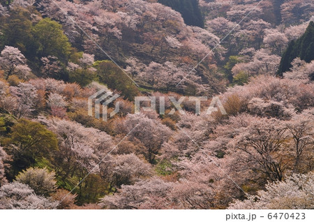 満開の吉野山 満開の吉野山 6470423