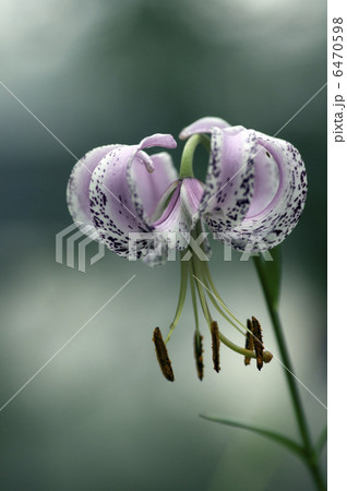 リリウム ランコンジェンス ユリの花の写真素材