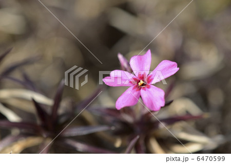 シバザクラ(芝桜) シバザクラ(芝桜) 6470599