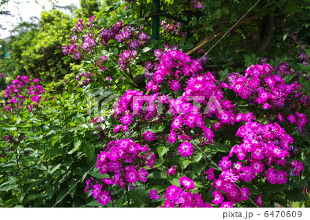 ピンクのフロックス 6470609