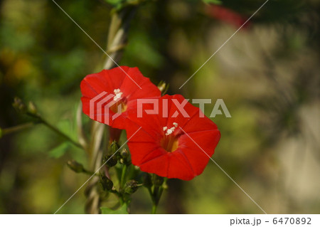 ルコウソウ 6470892