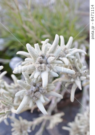 スイスの庭先に咲くエーデルワイス 6471114