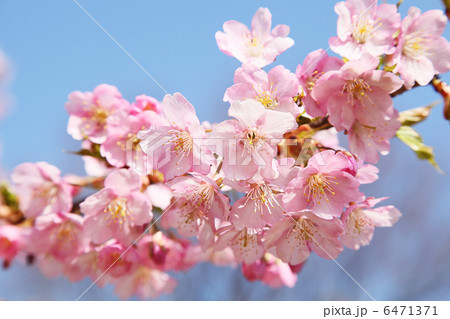 桜 桜 6471371