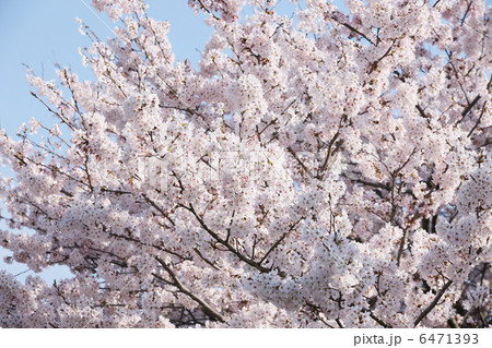 桜 桜 6471393