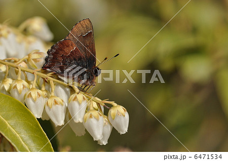 チョウと食樹 ~コツバメ~ チョウと食樹 ~コツバメ~ 6471534
