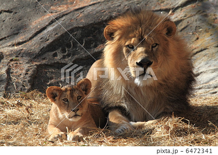 ライオン親子の写真素材