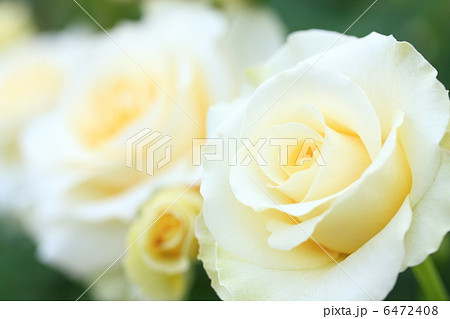 日本の薔薇 「和音」 6472408