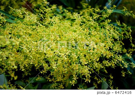 オンシジウム オブリザタム 花言葉 神秘的な愛 Oncidium Obryzatumの写真素材