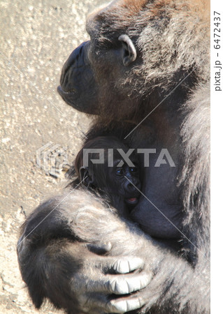 ニシゴリラの母親と赤ちゃん 6472437