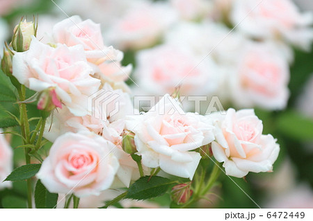 日本の薔薇 「小夜曲」 日本の薔薇 「小夜曲」 6472449