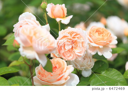イギリスの薔薇 「アンブリッジローズ」 イギリスの薔薇 「アンブリッジローズ」 6472469