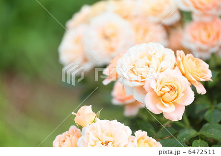 日本の薔薇 サンセットメモリー の写真素材