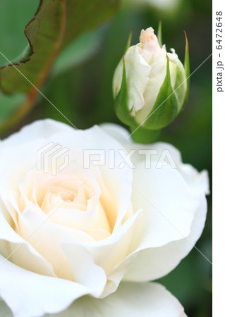 日本の薔薇 「真珠貝」 日本の薔薇 「真珠貝」 6472648