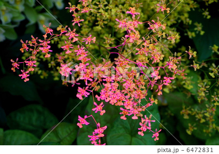 オンシジウム　オブリザタム　花言葉：神秘的な愛　Oncidium Obryzatum 6472831
