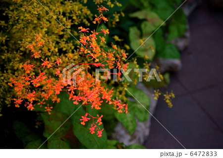 オンシジウム オブリザタム 花言葉 神秘的な愛 Oncidium Obryzatumの写真素材