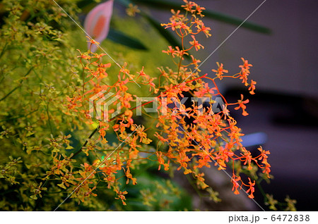 オンシジウム　オブリザタム　花言葉：神秘的な愛　Oncidium Obryzatum 6472838