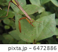 カマキリ２ 6472886