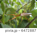 カマキリ２ 6472887