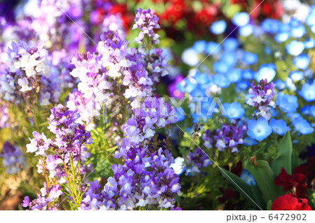 春のお花畑 6472902