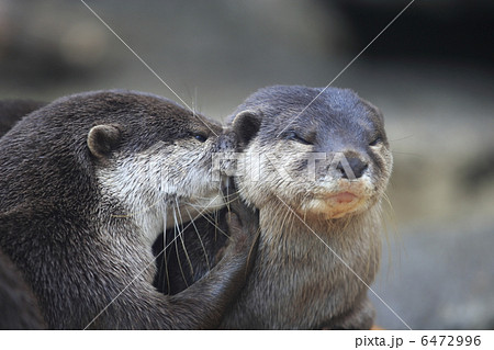 カワウソ 6472996