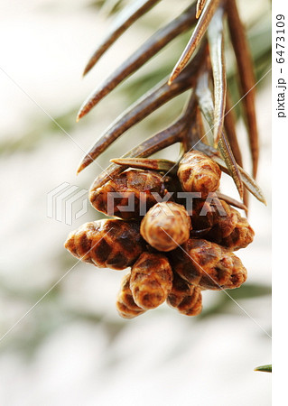 スギ花粉 6473109