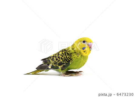 セキセイインコ 6473230