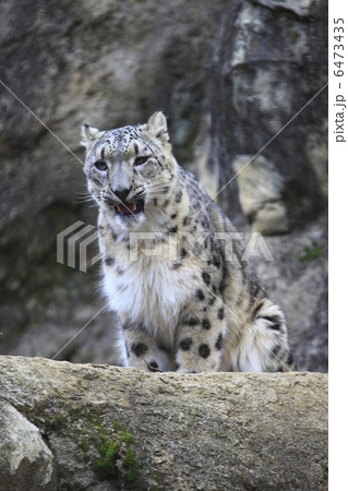 ユキヒョウ ユキヒョウ 6473435