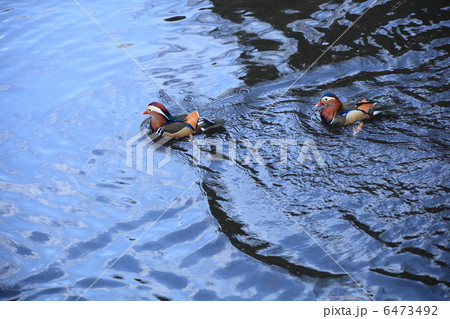 明治神宮の池の二羽のオシドリ 明治神宮の池の二羽のオシドリ 6473492