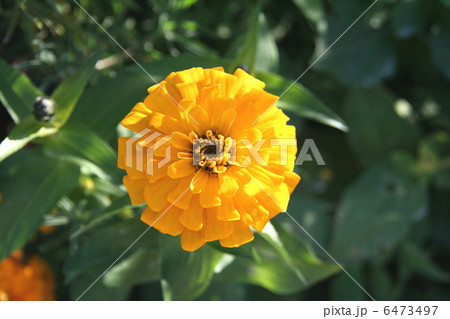 ジニア ジニア 6473497