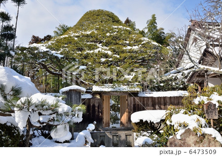 雪の宝泉院、五葉松 6473509