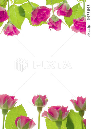 ピンク色のバラ 6473648