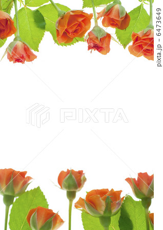 オレンジ色のバラ 6473649