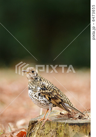 トラツグミ 6473655