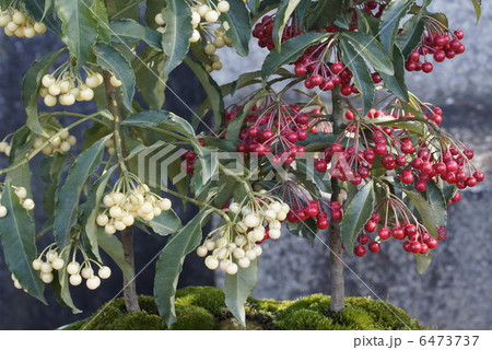 マンリヨウ　 6473737