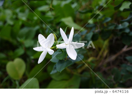 白い花 白い花 6474116
