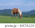 馬2 6474120