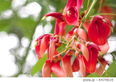 アメリカデイゴ 6474619