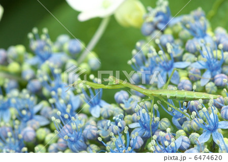 アジサイとカマキリ アジサイとカマキリ 6474620