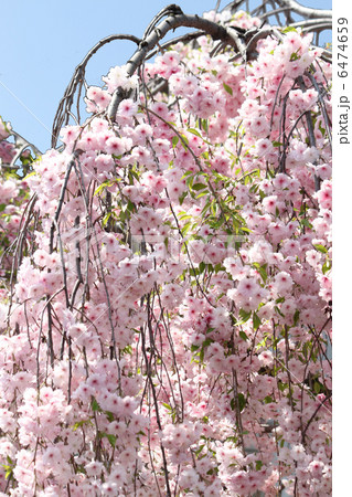 枝垂れ桜 枝垂れ桜 6474659