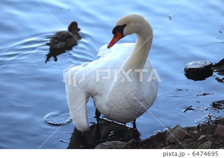 ハクチョウ ハクチョウ 6474695