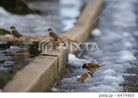 スズメの遊び場 6474905